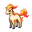 Ponyta