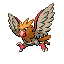 Spearow