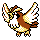 Pidgey