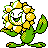 Sunflora